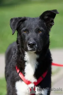 Фото №1. беспородная - купить в Москве реке за Бесплатно. Объявление №145974