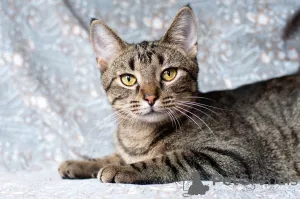 Фото №1.  - купить в Минске за Бесплатно. Объявление №166166