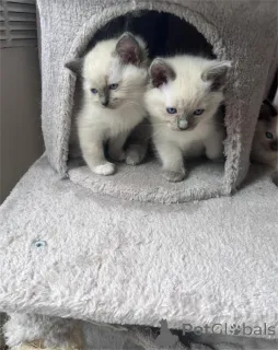 Фото №1. рэгдолл - купить в Бонндорф за 32468₽. Объявление №153223