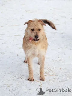 Дополнительные фото: Симпатичный бородатик Вульф всё ещё ждёт своего человека