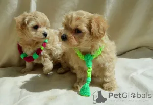 Дополнительные фото: МальтіпуF1MaltipooF1цуценята1,5місpuppies 1.5 months  Ukraine, Kyiv.  Worldwide