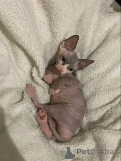 Фото №1. сфинкс - купить в Айзлинген за 41745₽. Объявление №157343