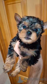 Дополнительные фото: Чистокровные щенки Йоркширского Терьера