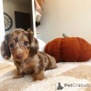 Фото №1. такса - купить в Алкмар за договорная. Объявление №148397