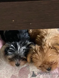 Фото №1. йоркширский терьер - купить в Домодедово за 30000₽. Объявление №150490