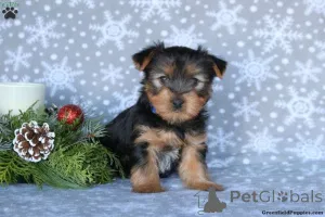 Фото №3. Здоровневые тестирование Choc & Tan /Merle Jorkie Terrier Pups.  Свазиленд