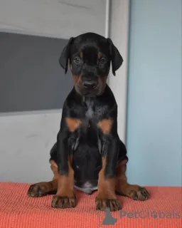 Дополнительные фото: Urocze szczenięta dobermana do adopcji