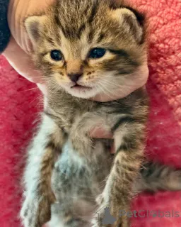 Фото №2 к объявлению №150610 о продаже бенгальская - купить в Германии из приюта, заводчик