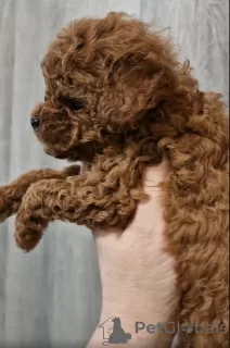 Фото №3. Toy Poodle China , Той пудель китай.  Украина