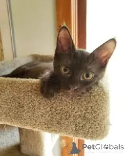 Фото №3. Гавана-Брауне Kätzchen abzugeben. Финляндия