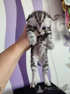 Дополнительные фото: Шотландские котята