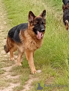 Фото №3. Немецкая немецкая овчарка Лангаар с семейным древом.  Чехия