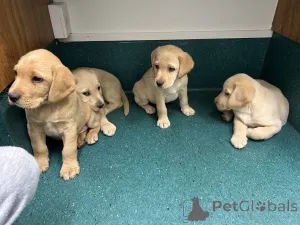 Фото №4. Продажа лабрадор-ретривера в Вольфсберг заводчик - цена 44992₽