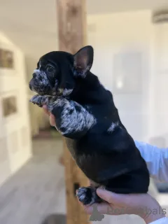 Дополнительные фото: Эксклюзив! Щенки французского бульдога.