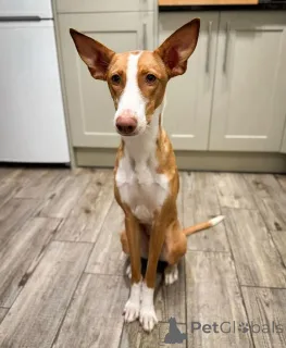 Фото №1. португальский поденгу - купить в Айзлинген за 55660₽. Объявление №157827