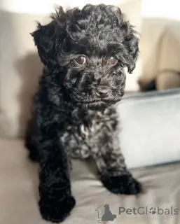 Фото №3. Прекрасные щенки для пуделя для усыновления.  Германия