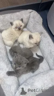 Дополнительные фото: British shorthair..whatsapp me at 44 7453 907158