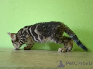 Дополнительные фото: Бенгальский котенок Bengal