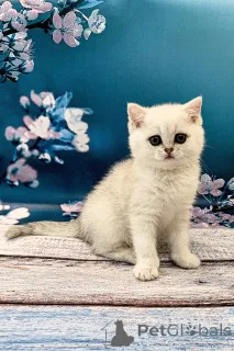 Фото №3. Готовые британские короткошерстные котята TICA Reg. Великобритания