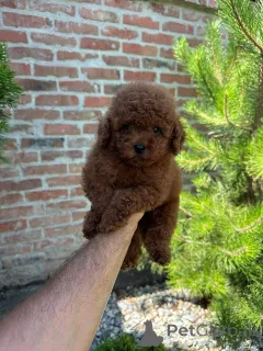 Фото №4. Продажа пуделя (карликового) в Реклама  - цена договорная