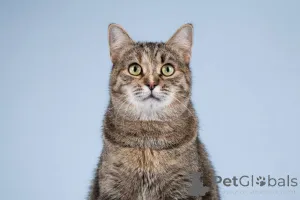 Фото №3. Кошечка Забава очень ждет добрых и заботливых хозяев.. Россия