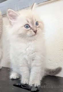 Фото №1. невская маскарадная - купить в Мюльхайм за 32468₽. Объявление №148550