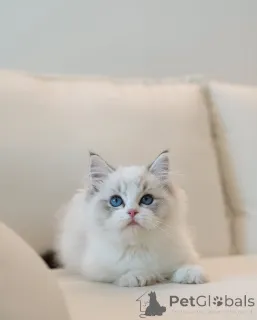 Фото №2 к объявлению №154916 о продаже рэгдолл - купить в Германии заводчик