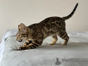 Дополнительные фото: Бенгальская кошка