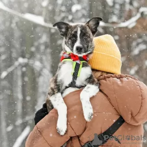 Фото №4. Продажа беспородную в Москва частное объявление - цена Бесплатно