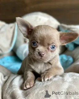 Фото №1. чихуахуа - купить в Берлине за 51022₽. Объявление №165374