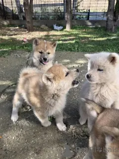 Дополнительные фото: Щенки японской акиты