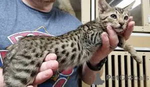 Фото №3. Оцикет-Kätzchen zu verkaufen. Финляндия