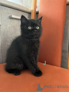 Фото №3. Британский короткошерстный котенок. Германия