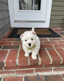 Фото №1.  - купить в Аугсбург за 37107₽. Объявление №148955