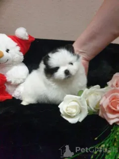 Фото №1. померанский шпиц - купить в Аугсбург за договорная. Объявление №167388