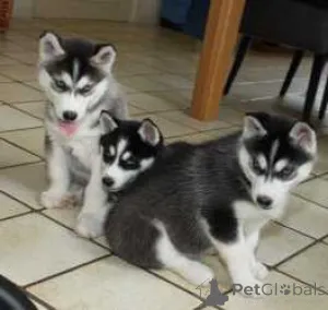Дополнительные фото: Adorables Cachorros de Husky Sibibiano en ancisción