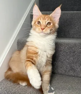 Дополнительные фото: Одна девушка, один мальчик готов уйти