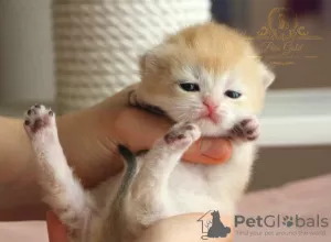 Дополнительные фото: British kittens golden chinshilas