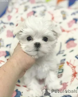 Фото №1. мальтийская болонка - купить в Киеве за 179736₽. Объявление №167462