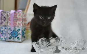 Фото №1. мейн-кун - купить в Берхтсгаден за договорная. Объявление №160414