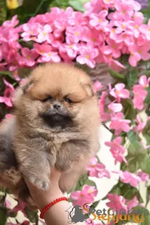 Дополнительные фото: Померанские щенки бу