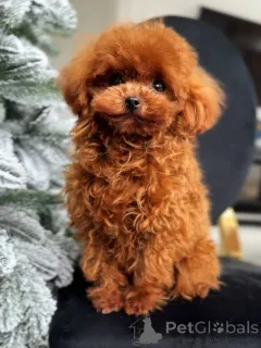 Фото №3. Редкий той-пудель-самец..  Бельгия