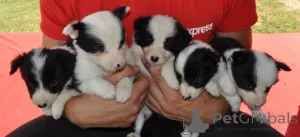 Дополнительные фото: Пограничные щенки колли на продажу