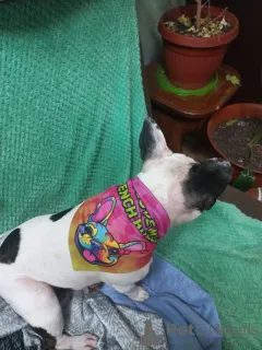 Фото №3. Изысканный 10-недельный женский французский бульдогский щенок AKC.  Великобритания