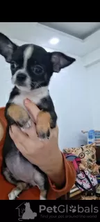 Дополнительные фото: Mini Chihuahuas