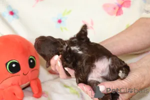 Дополнительные фото: Bolonka Weta FCI Puppy