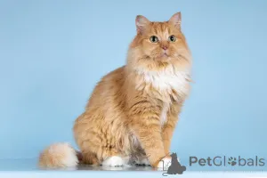 Дополнительные фото: Кошечка Дюймовочка ищет доброе сердце.