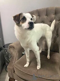 Дополнительные фото: Миниатюрная диванная собачка Дафи ищет дом