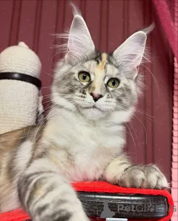 Дополнительные фото: Ум, обаяние и немного озорства вот Финн для тебя!