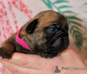 Фото №1. французский бульдог - купить в Беннас за Бесплатно. Объявление №162186